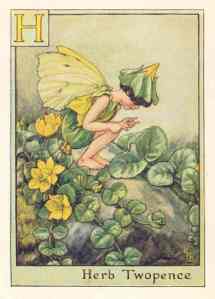 flower-fairies-alphabet-c1940-s.old-print.herb-twopence-wdjb--130107-p
