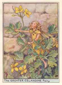 flower-fairies-greater-celandine.-art-print.-c1948-wdjb--130156-p